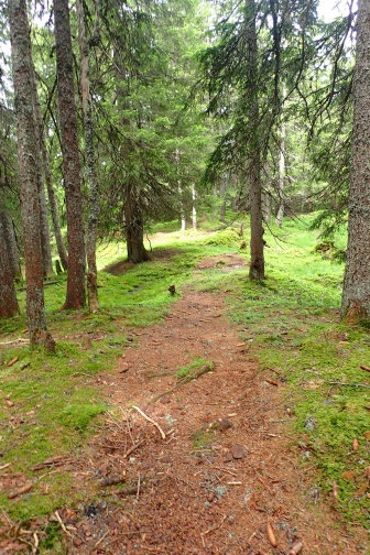 Waldwege zum Verlaufen